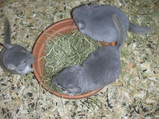 http://www.chinchillaland.de/bilder%20hp/nw060709_030.jpg