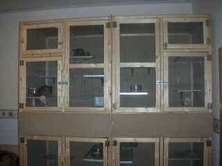 http://www.chinchillaland.de/bilder%20neu/DSCN0664.JPG