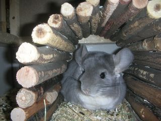 http://www.chinchillaland.de/bilder%20neu/DSCN0700.JPG